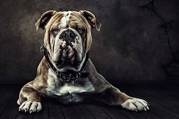 Fotograf für Hundefotos in Duisburg