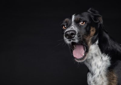 Hundefotograf für Duisburg und Dinslaken