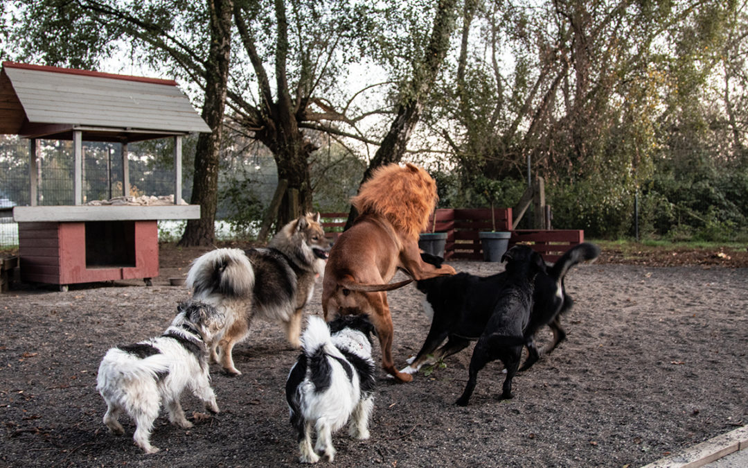 Foto: Löwe greift Hunde in Dinslaken an