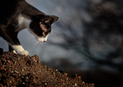 Katzenfotos in der Natur