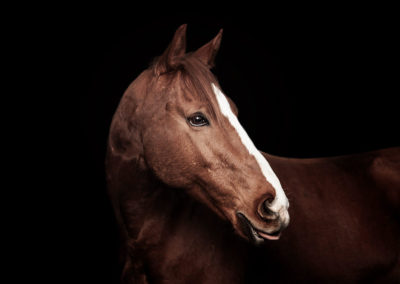 Fotostudio für Pferde