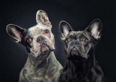 Französische Bulldoggen Fotostudio