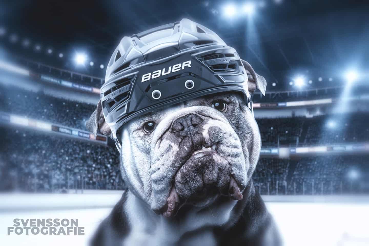 Bulldogge mit Eishockeyhelm